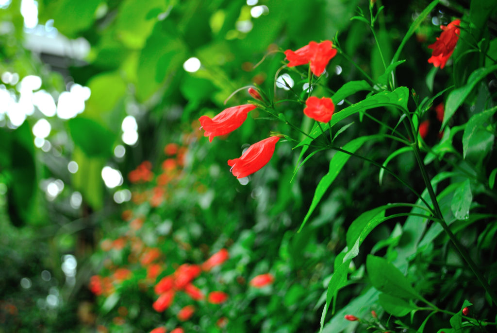 花の文化園